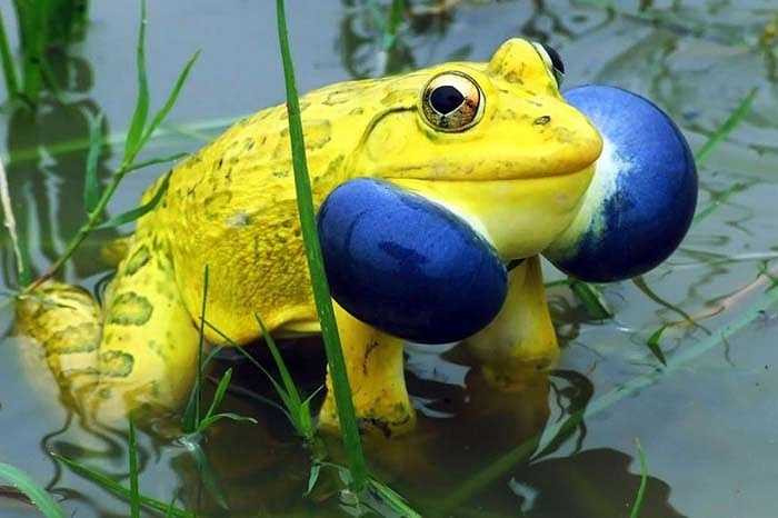 Ếch ương Ấn Độ - Indian Bullfrog là gã khổng lồ trong họ nhà ếch với chiều dài cơ thể lên tới 20cm.