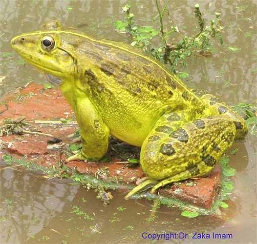 Ếch ương Ấn Độ được tìm thấy ở Myanmar, Bangladesh nhưng nơi sống ưa thích nhất của chúng là ở Ấn Độ. 