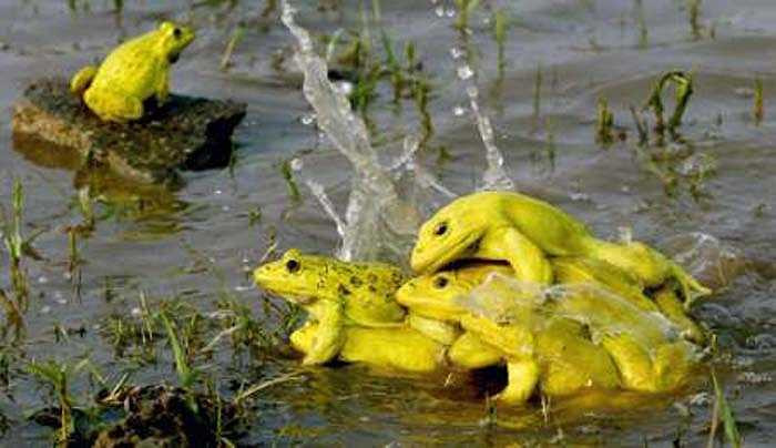 Những cuộc giao hoan thương diễn ra với số lượng lớn cá thể trong vùng