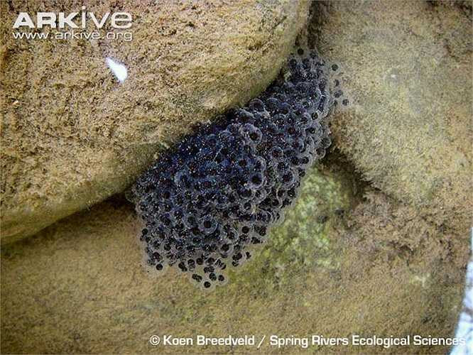 Loài ếch 'quái vật' này thường đẻ trứng trong hồ ao, mỗi lần đẻ với số lượng trứng rất lớn. 