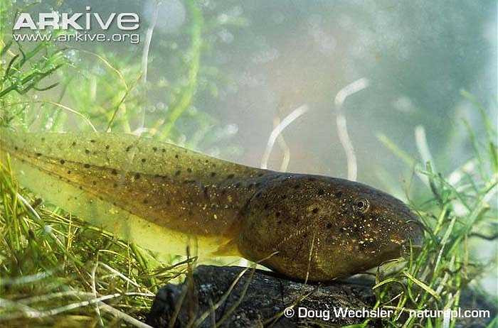 Ngay cả khi trứng đã nở thành nòng nọc con thì khả năng sống sót của chúng cũng rất thấp. 