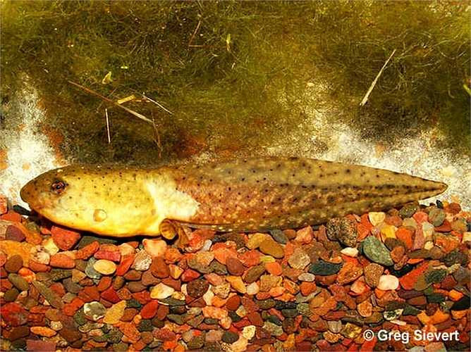 Tỷ lệ tử nòng nọc tử vong của loài ếch này là cao nhất trong họ nhà ếch. Hiện nay mỗi năm số lượng ếch con được sinh ra ít hơn số lượng ếch chết đi. 