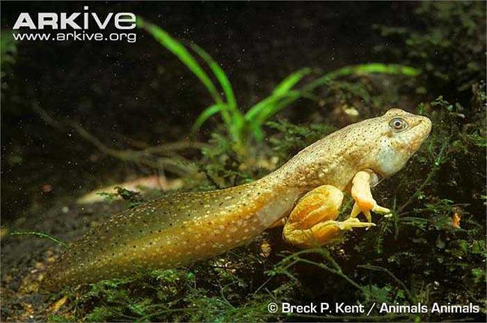 Một vài năm gần đây số cá thể của loài ếch này đang giảm manh nên chúng là một trong những loài được quan tâm nhất trong sách đỏ của IUCN 