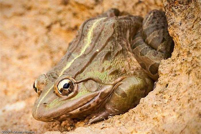 Chúng sinh sống trong các hố đất hoặc trong các bụi cây rậm gần ao hồ hoặc đầm phá. 