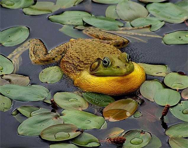 Loài ếch này không chỉ nổi tiếng vì có kích thước ấn tượng mà nó còn là loài ếch có nhiều màu sắc rất đẹp và đa dạng 