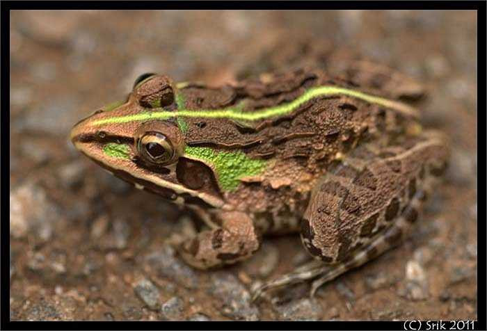 Ếch ương Ấn Độ thường sống đơn độc và thường kiếm ăn vào ban đêm. 