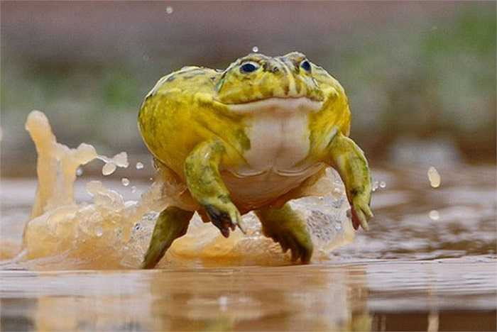 Chúng có sải chân sau rất dài, và chân trước thì khá ngắn. 