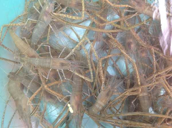 Tôm càng hồ Tây 