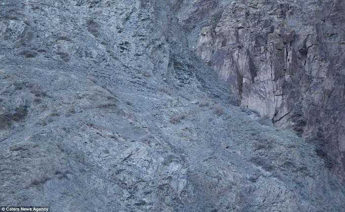 Nếu ngắm bức ảnh do nhiếp ảnh gia chuyên chụp đời sống hoang dã David Jenkins, 41 tuổi, chụp trong thời tiết lạnh -20 độ C, bạn hẳn sẽ không nghĩ mình có thể nhìn thấy một chú báo tuyết ở đây. 