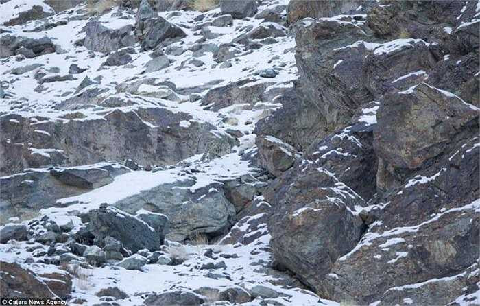 Còn trong bức ảnh này, nếu nhìn kĩ, bạn sẽ thấy một chú báo tuyết đang đi lại giữa khung cảnh núi đá trập trùng với những mảng tuyết phủ trắng xóa trên dãy Himalaya. 