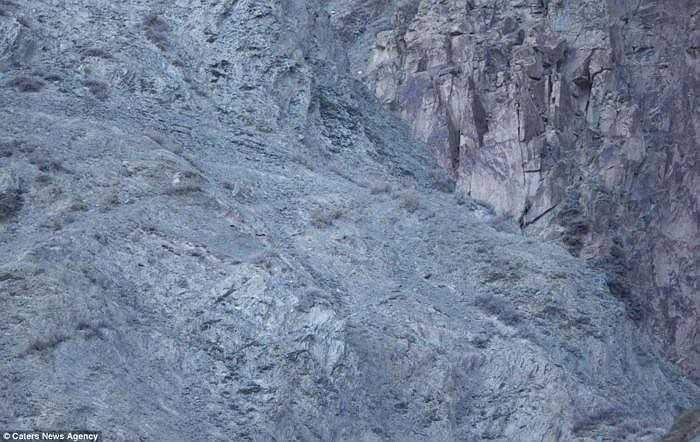 Jenkins thú nhận, báo tuyết là một trong những loài khó nhận ra nhất bởi chúng có khả năng ngụy trang xuất sắc và khó chụp ảnh nhất trong số những loài mà anh đã gặp suốt 20 năm trong nghề. 