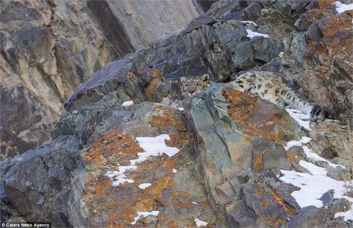 Loài báo tuyết thường sống ở những khu vực mà con người rất khó đi lại cũng như giữ ấm cơ thể, chúng còn chưa đến 7.000 cá thể và đang phải đối mặt với nguy cơ tuyệt chủng. 