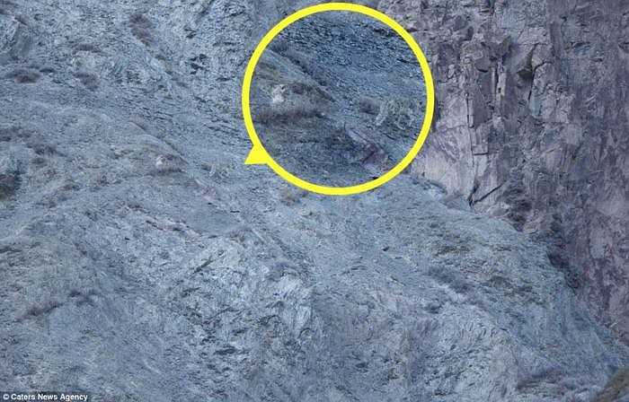 Chính con báo tuyết là thủ phạm tấn công con cừu, làm nó bị thương. Ngay sau khi nghe tin, Jenkins và các cộng sự vội vã lên đường. 