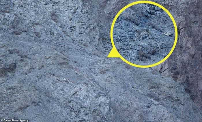 Con báo tuyết mà Jenkins chụp được đang trong trạng thái thư giãn hoàn toàn sau khi thưởng thức bữa ăn. 