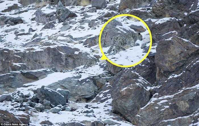 Báo tuyết đều có đôi tai nhỏ để tránh mất nhiệt và chiếc đuôi dài hơn 1m để quấn quanh cơ thể nhằm giữ ấm trong điều kiện cực kì lạnh giá.