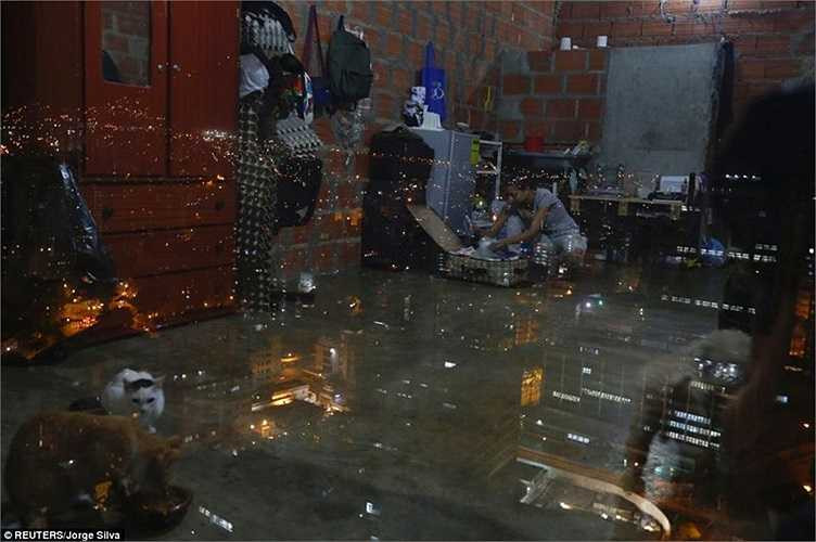 Những gia đình ở đây cũng nuôi thêm mèo