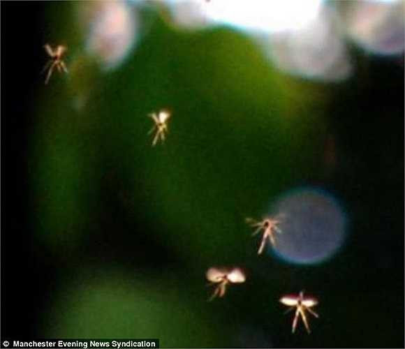 Người đàn ông 53 tuổi này cho biết, khi rửa ảnh, ông rất sốc và không tin nổi vào mắt mình khi nhìn thấy những sinh vật như có cánh đang bay lượn dưới ánh nắng mặt trời.