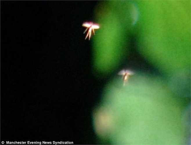 Có người cho rằng, đó hẳn là những sinh vật đầy quyền năng, còn Hyatt tin, dù là ai, chúng trông có vẻ cực kì thoải mái và đang tận hưởng vũ điệu trong nắng ấm của mình. 