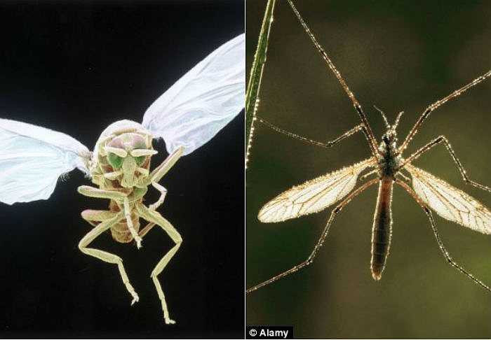 Chuyên gia và những người hoài nghi thì cho rằng, ấn tượng trong các bức hình có thể là do sự phản chiếu, tác động của đèn flash và sinh vật trong ảnh có thể là ruồi hoặc bọ chét. 