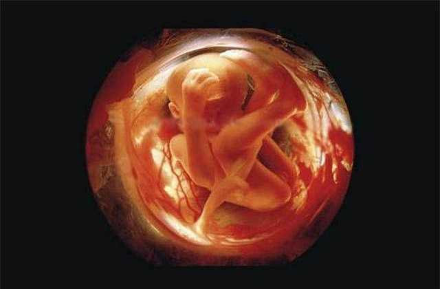 Các loại rau mầm sống như rau mầm cải, giá đỗ chứa nhiều vi khuẩn, ảnh hưởng không tốt đến sức khỏe thai nhi.