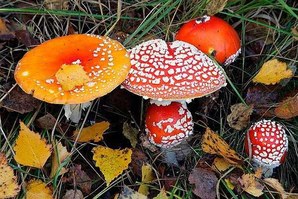 Ngộ độc nấm là đau đầu, đau bụng, tiêu chảy, nôn, nặng hơn, nó sẽ khiến bạn bị hôn mê, thậm chí tử vong. Do vậy thai phụ nên hạn chế ăn nấm.