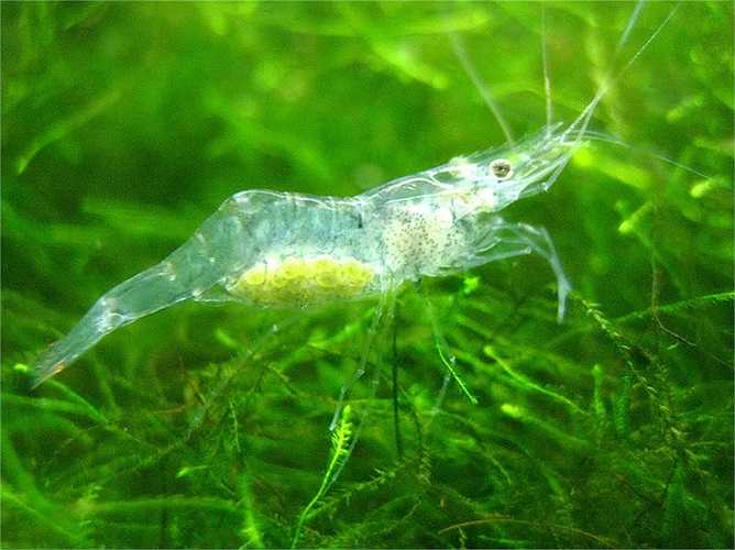 Trứng của Tôm ma có màu xanh nhạt, rất dễ phân biệt giữa một con tôm đang mang thai và một con tôm cái bình thường.