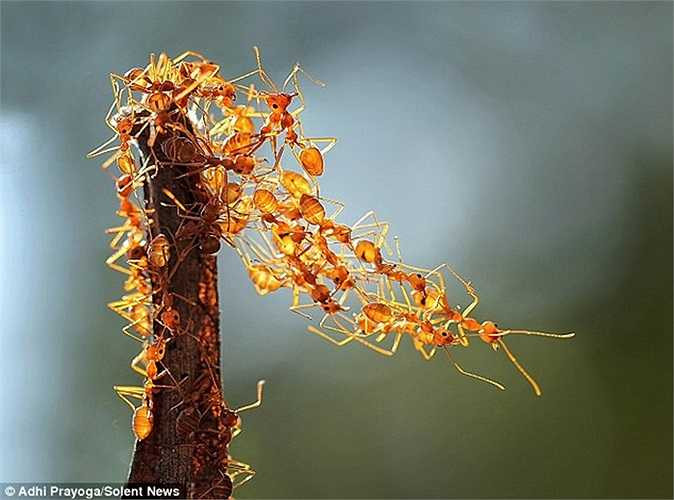 Dài chưa đến 2mm nhưng khi bám chặt vào nhau lũ kiến có thể tạo thành những cầu nối dài đến 10cm