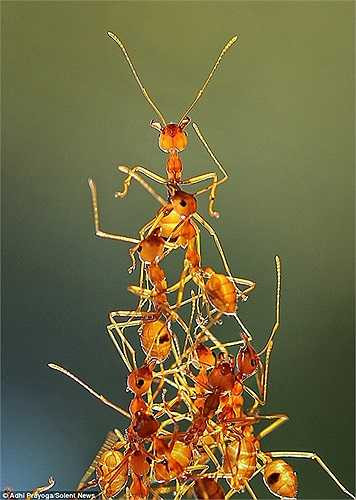 Giúp quá trình hành quân lại được tiếp tục