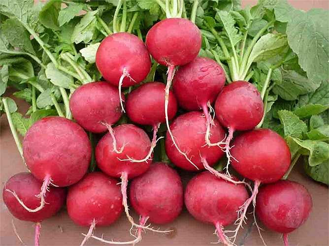 Củ cải đường: Đây là thực phẩm bổ dưỡng, kích thích ăn ngon miệng, giải nhiệt và lợi tiểu, có ích cho người thiếu ngủ, người bệnh thần kinh, bệnh lao và cũng rất có ích khi có dịch cúm. Theo Đông y, củ cải đường được dùng điều trị bệnh sởi mà nốt ban mọc không nhanh hoặc ban không phát ra được.