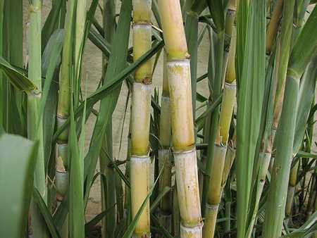 Mía lau: Mía lau rất tốt cho trẻ em bị sởi, phát sốt, làm thương tổn đến tân dịch, khát nước, tâm phiền, nôn ói, ho do phổi khô ráo, đại tiện táo kết, hầu họng sưng đau.