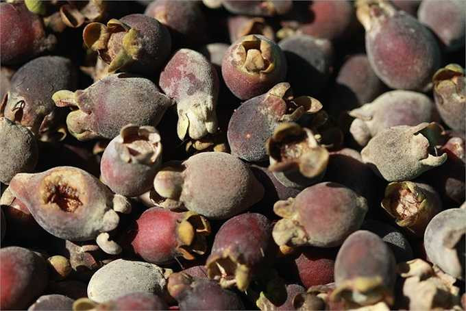 Cành, lá và quả sim: Giúp bé chóng dứt sốt, lộ ban sởi, ăn uống, bú sữa trở lại bình thường.