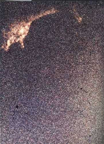 Được chụp năm 1972 cho thấy một sinh vật khổng lồ dưới nước.