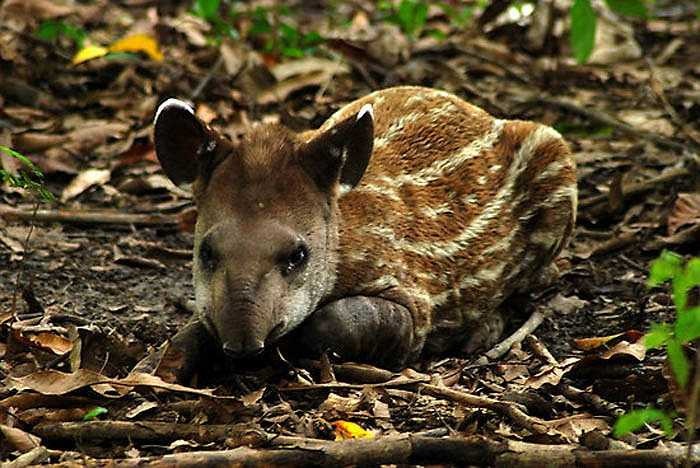 Lợn vòi đạt độ tuổi trưởng thành về mặt sinh dục vào khoảng 3-5 tuổi. Lợn vòi cái khỏe mạnh sinh đẻ 2 năm một lứa. Thời gian mang thai của lợn vòi cái dài tới 13 tháng.