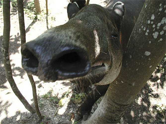 Tuổi thọ tự nhiên của lợn vòi là khoảng 25-30 năm, cả trong tự nhiên lẫn trong vườn thú. 