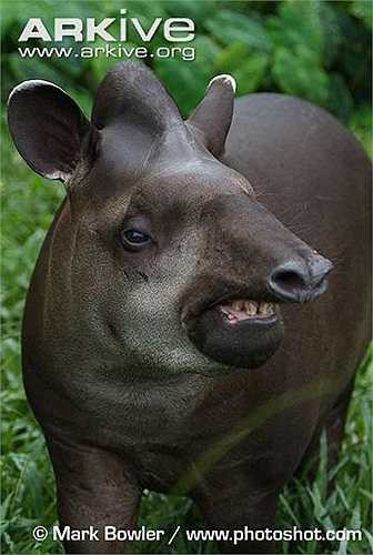 Điều đáng ngạc nhiên, lợn vòi là loài rất chung tình. Trong cả cuộc đời của chúng, chỉ có một bạn tình duy nhất, mặc dù chỉ trong thời gian giao phối chúng mới ở cạnh nhau.