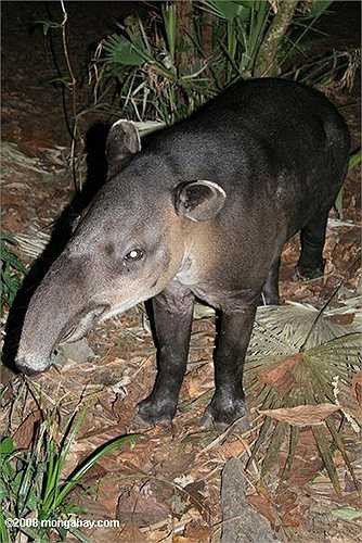 Khi lợn vòi cái nuôi con, thì lợn vòi đực sống một mình.