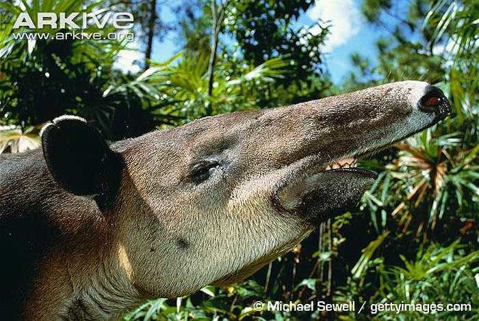Mặc dù sống trong các cánh rừng khô, nhưng lợn vòi cũng thường xuyên dầm mình trong nước, ăn các loại cỏ mềm, tìm nơi trú ẩn khỏi các kẻ thù cũng như làm mát cơ thể. 