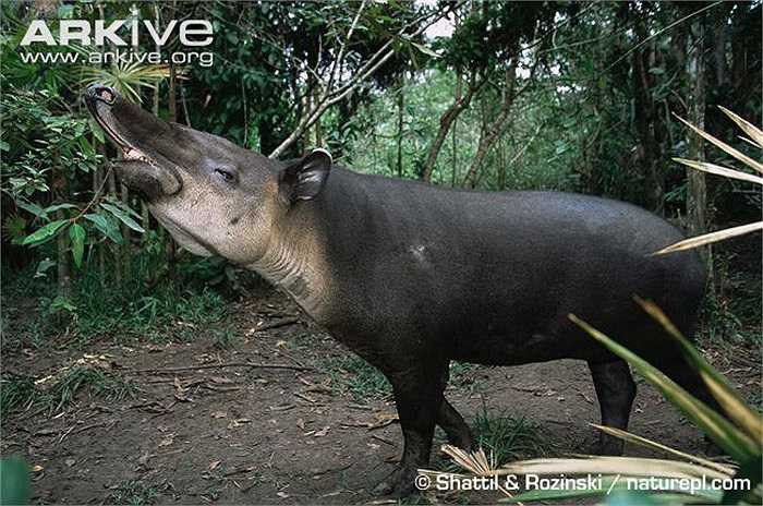 Những con lợn vòi gần các nguồn nước sẽ bơi, lặn xuống đáy và đi dọc theo lòng sông để kiếm ăn, cũng như lặn xuống nước để các loài cá nhỏ bắt sinh vật ký sinh khỏi cơ thể đồ sộ của chúng. 