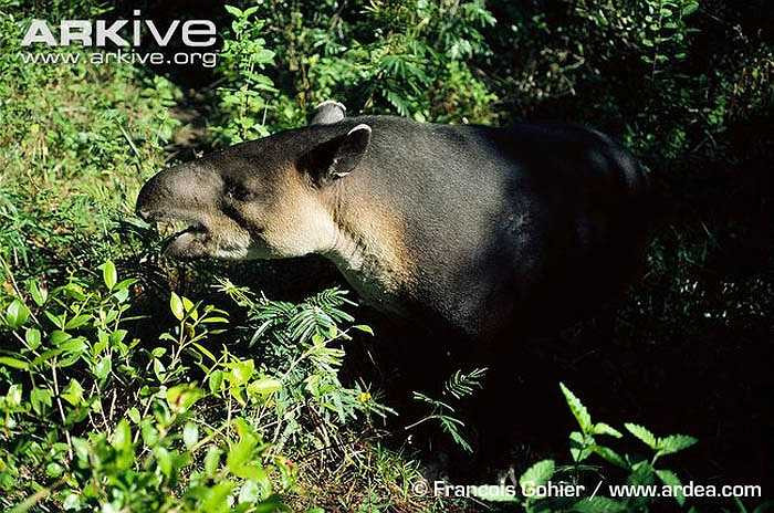 Cùng với việc lội nước, lợn vòi cũng thường dầm mình trong các vũng bùn, giúp chúng làm mát và loại bỏ côn trùng trên cơ thể.