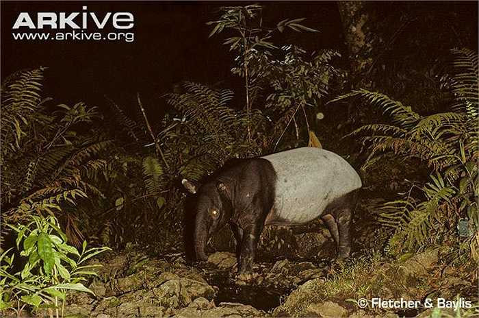 Lợn vòi thích ăn các loại quả, lá cây, đặc biệt là lá non, mềm. Mỗi ngày, chúng ăn tới 40kg thức ăn.