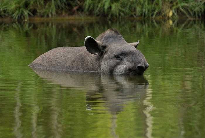Tuy nhiên, việc săn bắn lấy thịt và da đã làm giảm đáng kể số lượng lợn vòi và gần đây là sự mất đi môi trường sống đã khiến lợn vòi được liệt kê trong danh sách nguy cấp.