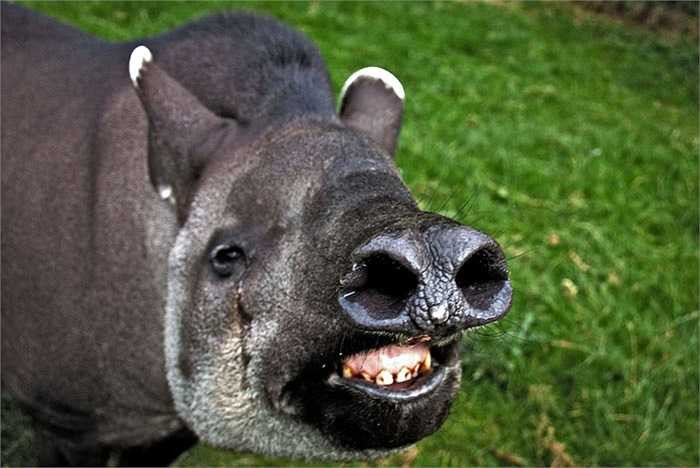 Trên khắp thế giới có tất cả bốn loài heo vòi, đều được ghi trong sách đỏ, xếp ở mức độ nguy cấp.