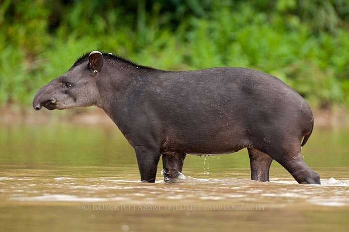 Họ hàng gần của chúng là các động vật móng guốc ngón lẻ khác như các loài ngựa hay tê giác.