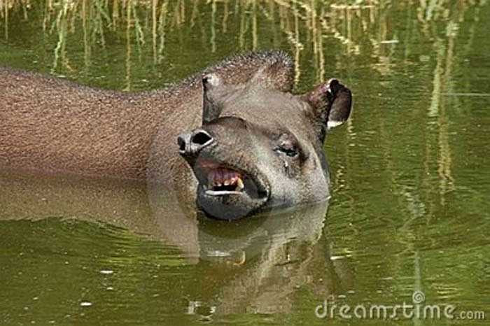 Vòi của lợn vòi là một cấu trúc có độ mềm dẻo cao, có thể chuyển động theo tất cả các hướng, cho phép chúng có thể lấy lá ở các vị trí khó khăn.