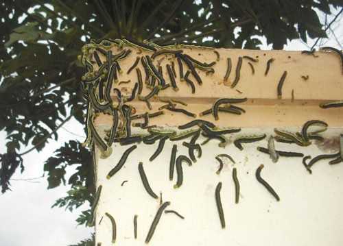 Sâu bám đầy cổng nhà dân.