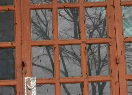 Sâu bò lên cửa nhà.