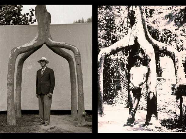 Cấu trúc cây đáng kinh ngạc, được gọi là cây 'bốn chân khổng lồ'.