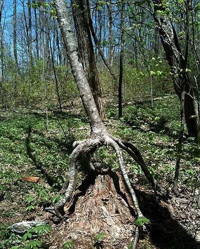 Thân cây mọc bất thường trên một gốc cây mục là điều kỳ quái, khiến nhiều người phải ngạc nhiên vì những ý tưởng của tạo hóa.