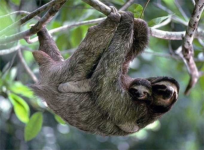 ‘Vua lười’ Bradypus tridactylus phân bố ở Trung và Nam Mỹ trong những rừng cây và dọc bờ sông, nơi có cây Cecropia lyratiloba sinh sống.