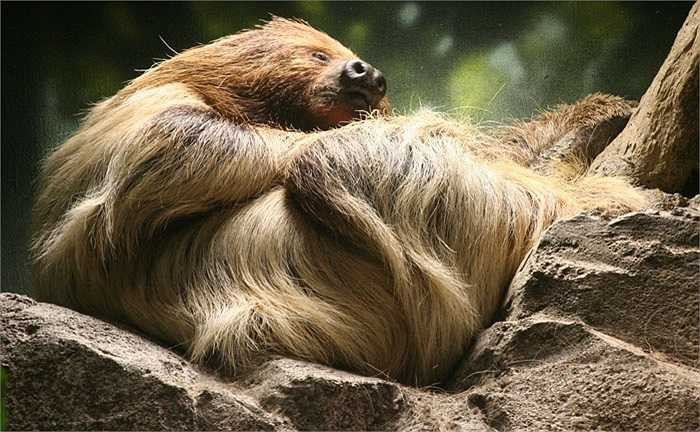 Loài lười Bradypus tridactylus có khả năng treo mình bất động trên cây nhiều giờ liền. Những loài thú ăn thịt không nhận ra chúng với tư thế bất động như xác chết.